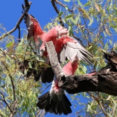 Eolophus roseicapilla at Killara, VIC - 28 Jan 2023