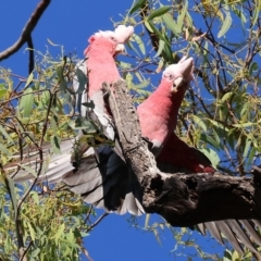 Eolophus roseicapilla at Killara, VIC - 28 Jan 2023 08:02 AM