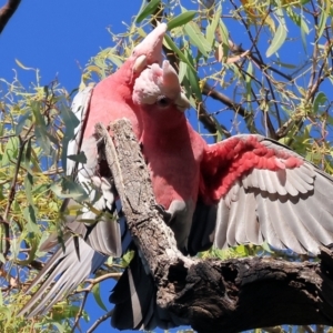 Eolophus roseicapilla at Killara, VIC - 28 Jan 2023 08:02 AM