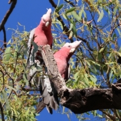 Eolophus roseicapilla at Killara, VIC - 28 Jan 2023