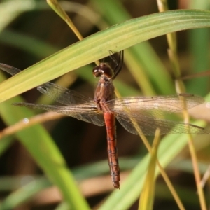 Diplacodes melanopsis at Killara, VIC - 28 Jan 2023