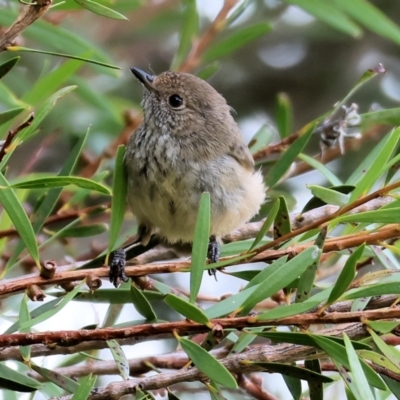 Acanthiza pusilla (Brown Thornbill) at Wodonga Regional Park - 27 Jan 2023 by KylieWaldon