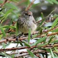 Acanthiza pusilla at Killara, VIC - 28 Jan 2023