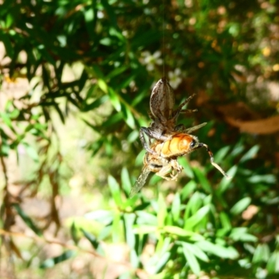 Opisthoncus sp. (genus) (Unidentified Opisthoncus jumping spider) at Emu Creek - 27 Jan 2023 by JohnGiacon