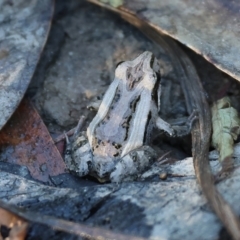 Crinia sp. (genus) (A froglet) at Wodonga - 27 Jan 2023 by KylieWaldon