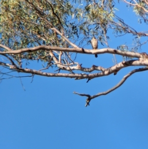 Accipiter cirrocephalus at Mundarlo, NSW - 19 Jan 2023