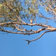 Accipiter cirrocephalus at Mundarlo, NSW - 19 Jan 2023