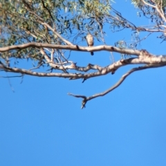 Accipiter cirrocephalus at Mundarlo, NSW - 19 Jan 2023