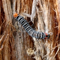 Comocrus behri (Mistletoe Day Moth) at Belconnen, ACT - 27 Jan 2023 by jgiacon