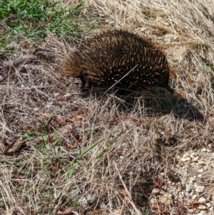 Tachyglossus aculeatus at Allans Flat, VIC - 26 Jan 2023 10:50 AM