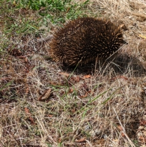 Tachyglossus aculeatus at Allans Flat, VIC - 26 Jan 2023 10:50 AM