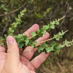 Acacia pravissima (Wedge-leaved Wattle, Ovens Wattle) at Allans Flat, VIC - 26 Jan 2023 by Darcy