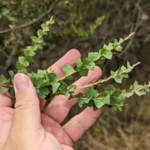 Acacia pravissima at Allans Flat, VIC - 26 Jan 2023