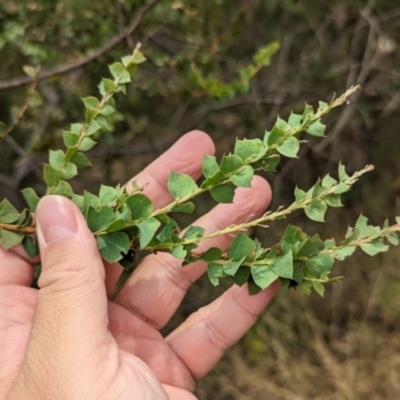 Acacia pravissima (Wedge-leaved Wattle, Ovens Wattle) at Allans Flat, VIC - 26 Jan 2023 by Darcy