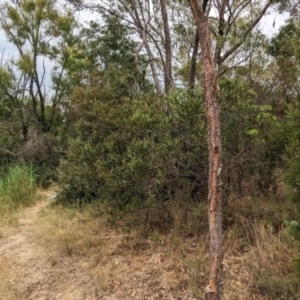 Acacia pravissima at Allans Flat, VIC - 26 Jan 2023 12:38 PM