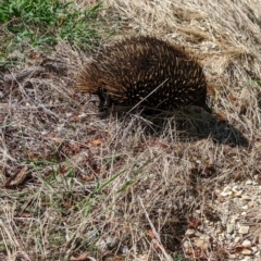 Tachyglossus aculeatus (Short-beaked Echidna) at Allans Flat, VIC - 26 Jan 2023 by Darcy