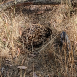 Tachyglossus aculeatus at Jindera, NSW - 27 Jan 2023