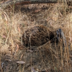 Tachyglossus aculeatus at Jindera, NSW - suppressed