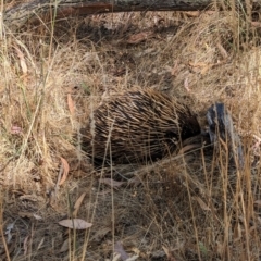 Tachyglossus aculeatus at Jindera, NSW - suppressed