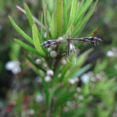 Sinpunctiptilia emissalis (Speedwell Pterror) at ANBG - 4 Jan 2023 by Miranda