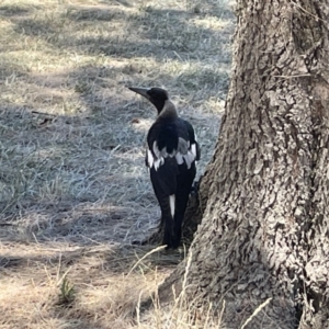 Gymnorhina tibicen at Kambah, ACT - 28 Jan 2023