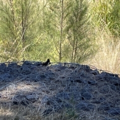 Rhipidura leucophrys (Willie Wagtail) at Kambah, ACT - 28 Jan 2023 by Hejor1