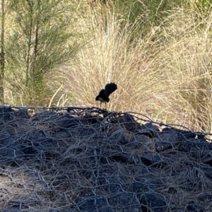 Rhipidura leucophrys at Kambah, ACT - 28 Jan 2023