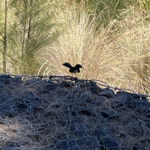 Rhipidura leucophrys at Kambah, ACT - 28 Jan 2023