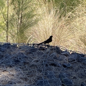 Rhipidura leucophrys at Kambah, ACT - 28 Jan 2023