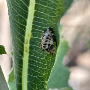 Orcus sp. (genus) at Kambah, ACT - 28 Jan 2023 01:53 PM