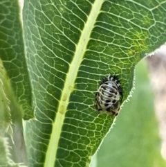 Orcus sp. (genus) at Kambah, ACT - 28 Jan 2023 01:53 PM