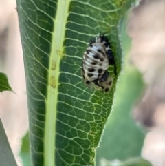 Orcus sp. (genus) at Kambah, ACT - 28 Jan 2023