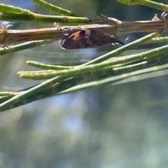 Philagra parva (Beaked spittlebug) at Kambah, ACT - 28 Jan 2023 by Hejor1