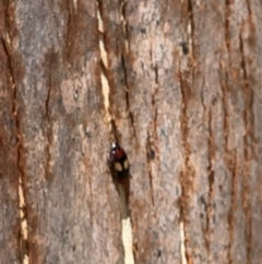 Sphallomorpha ruficollis (A ground beetle) at Kambah, ACT - 28 Jan 2023 by Hejor1