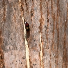 Sphallomorpha ruficollis at Kambah, ACT - 28 Jan 2023