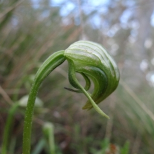 Pterostylis nutans at Acton, ACT - 29 Sep 2022