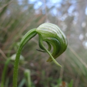 Pterostylis nutans at Acton, ACT - suppressed