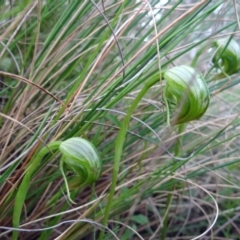 Pterostylis nutans at Acton, ACT - 29 Sep 2022