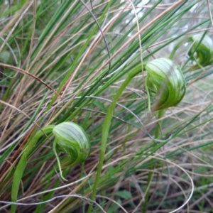 Pterostylis nutans at Acton, ACT - suppressed