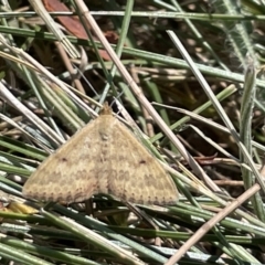 Scopula rubraria (Plantain Moth) at Kambah, ACT - 28 Jan 2023 by Hejor1