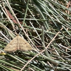 Scopula rubraria at Kambah, ACT - 28 Jan 2023