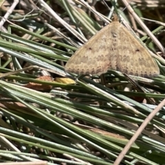 Scopula rubraria at Kambah, ACT - 28 Jan 2023 02:00 PM