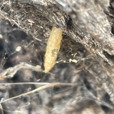 Unverified Insect at Forde, ACT - 27 Jan 2023 by Hejor1