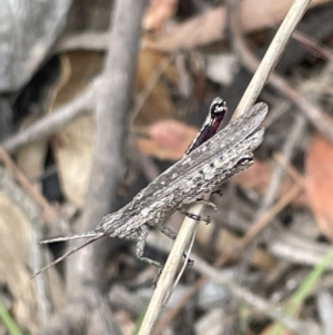 Coryphistes ruricola at Forde, ACT - 27 Jan 2023