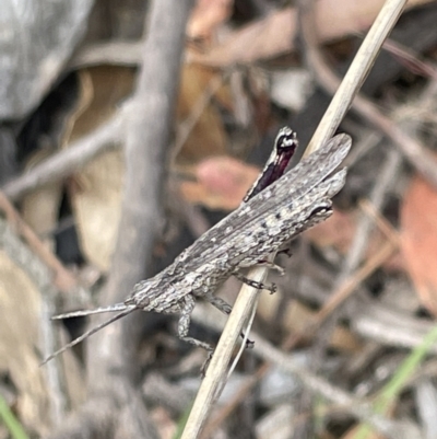 Coryphistes ruricola (Bark-mimicking Grasshopper) at Forde, ACT - 27 Jan 2023 by Hejor1