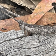 Coryphistes ruricola at Forde, ACT - 27 Jan 2023