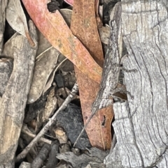 Coryphistes ruricola at Forde, ACT - 27 Jan 2023