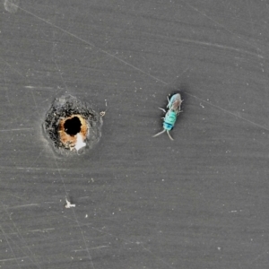 Chrysididae (family) at Burradoo, NSW - suppressed