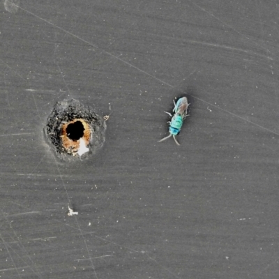Chrysididae (family) (Cuckoo wasp or Emerald wasp) at Burradoo - 24 Jan 2023 by GlossyGal