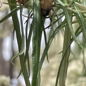 Araneus hamiltoni at Forde, ACT - 27 Jan 2023